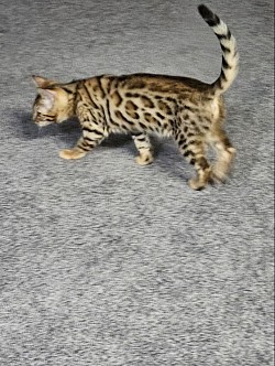 nova