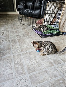 Male #2 with Male #1 resting in the background