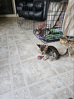 kittens at play, the female is not available