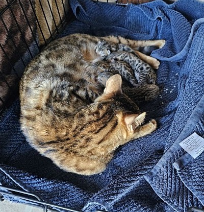 NEW LITTER BORN 2/22/26 5 KITTENS