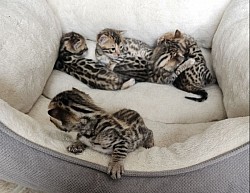 5 kittens