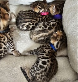 kittens